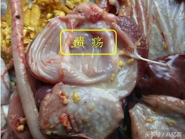 氟苯尼考可以治疗腺肌胃炎,鸡得了腺肌胃炎有什么症状