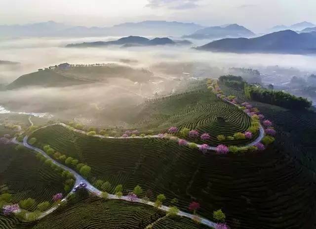 漳平茶山樱花,漳平樱花园景点