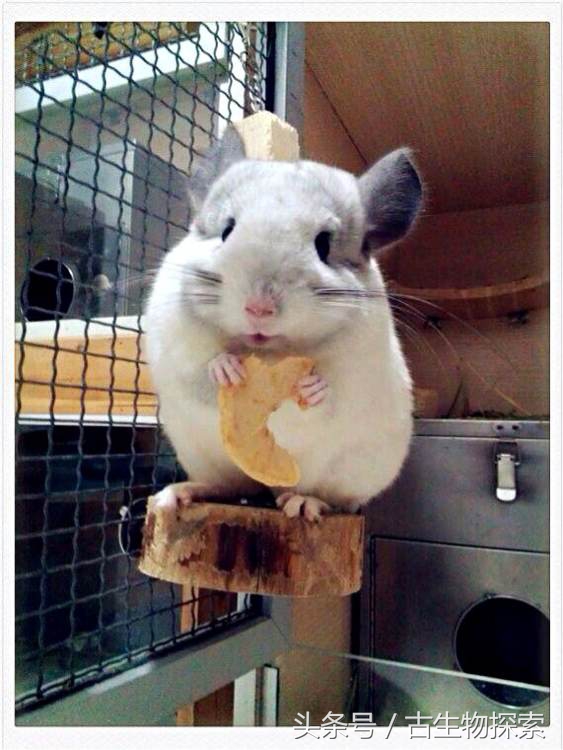 历史上几百万年前南美洲巨鼠,史前生物巨鼠