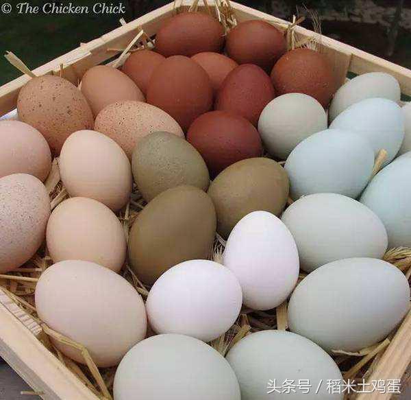 鸡蛋会呈现不同的蛋壳颜色,蛋壳色是什么颜色