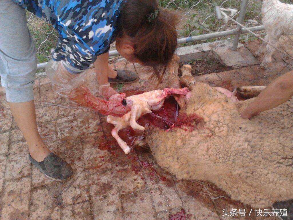母羊难产肚子里有死胎该怎么助产,母羊难产人工助产方法