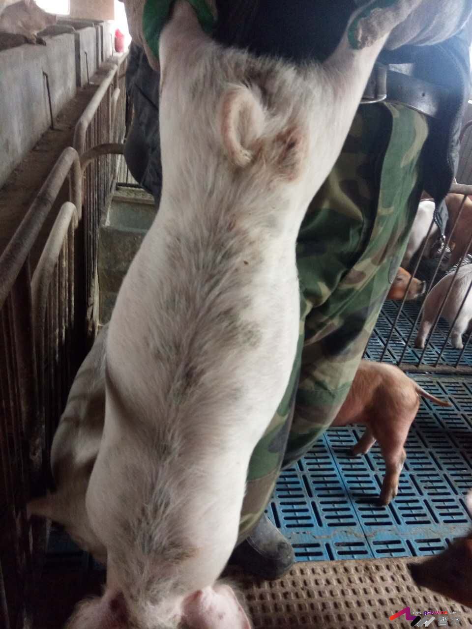 仔猪遇着这种“皮肤病”该如何处理？-健康管理论坛-聊天全记录