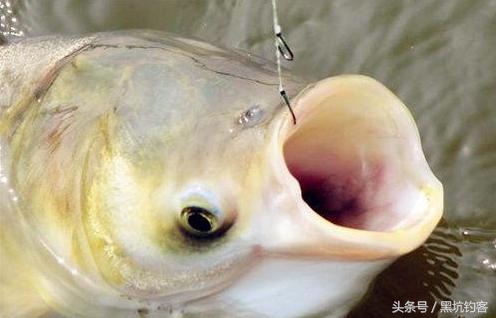 钓鲢鳙鱼技巧和方法,钓鲢鳙鱼的三个关键点