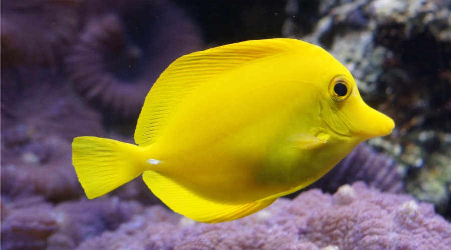 养鱼三戒,新手养鱼小白必看的七条养鱼知识