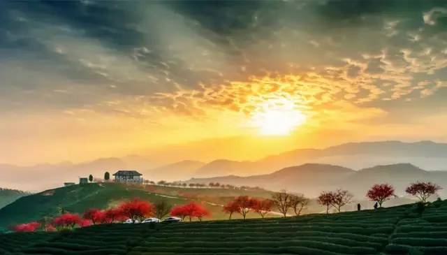 漳平茶山樱花,漳平樱花园景点