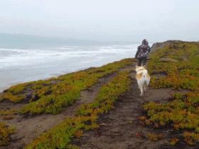 带着秋田犬自驾游,带秋田犬自驾
