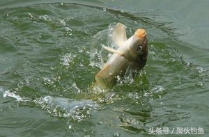 黑坑钓鲫鱼饵料配方,鲫鱼饵料配方大全经典