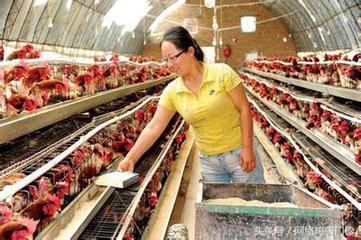 养鸡靠什么赚钱,养鸡赚钱吗