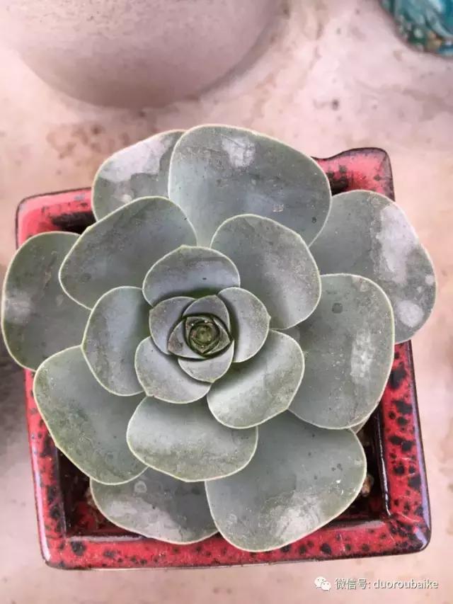 吾家有女初长成全文小说,吾家有女初长成小说精彩阅读