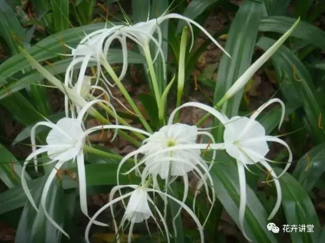 相似的花儿又来了,今天我们来认识它们