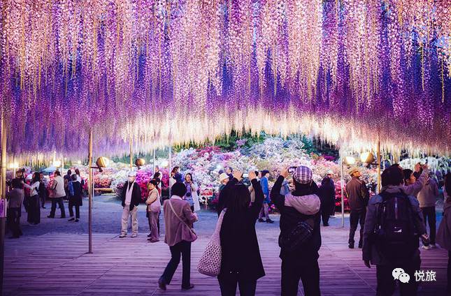 日本紫藤花美景,日本最浪漫的紫藤
