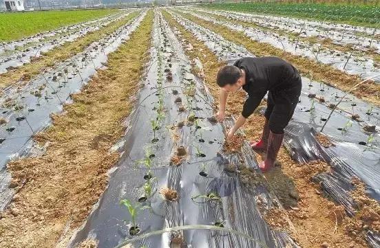 老把式种地方法,种地是老种法吗