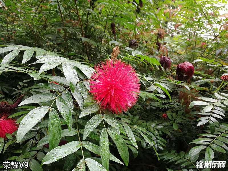 荣耀v9和一加3t哪个性能好,荣耀v9和一加3t哪个好玩