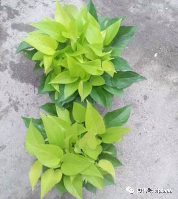 绿萝叶子黄了什么原因造成的,绿萝的叶子会变黄的原因