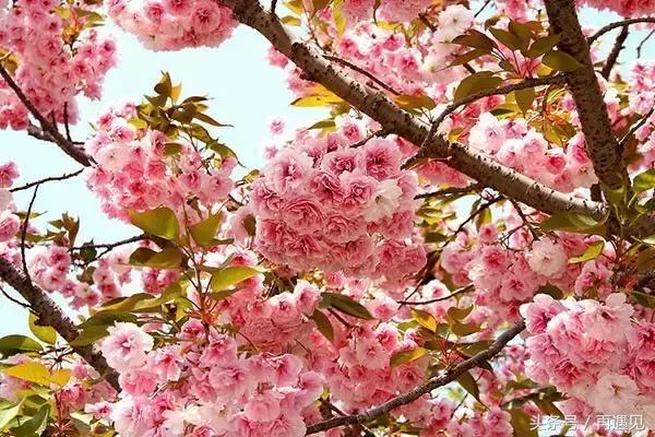 樱花季攻略,樱花季攻略赤丸