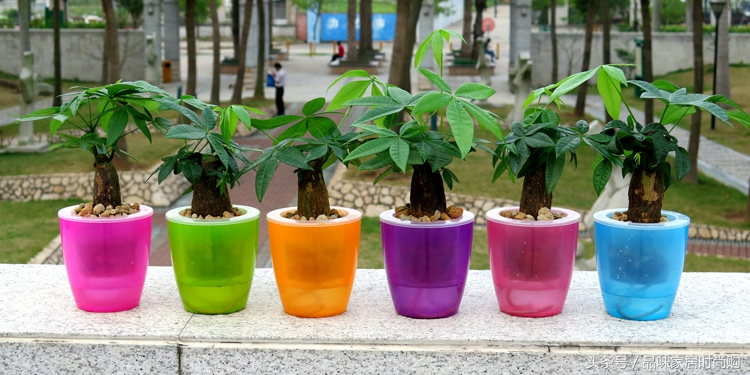 遗憾没有阳光?背阴阳台也能打造幽静绿色花园