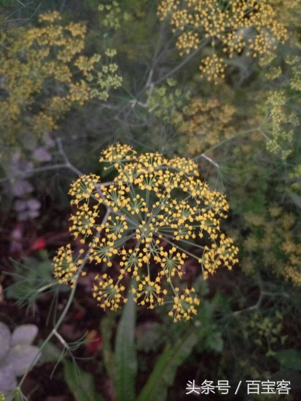 魅族mx5首发价,魅族mx5详细介绍