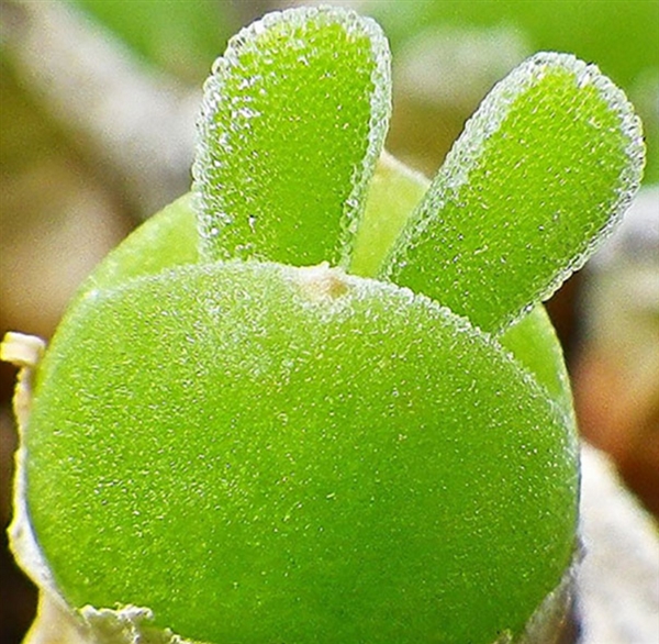 卡哇伊多肉,卡哇伊多肉状态图