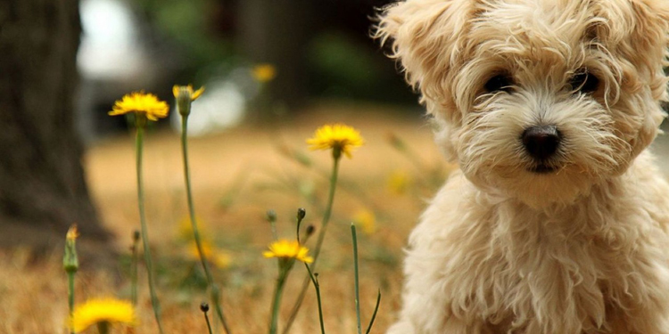 狗狗难产怎么办怎么帮助它生出来,狗狗难产怎么办详细解决方法图