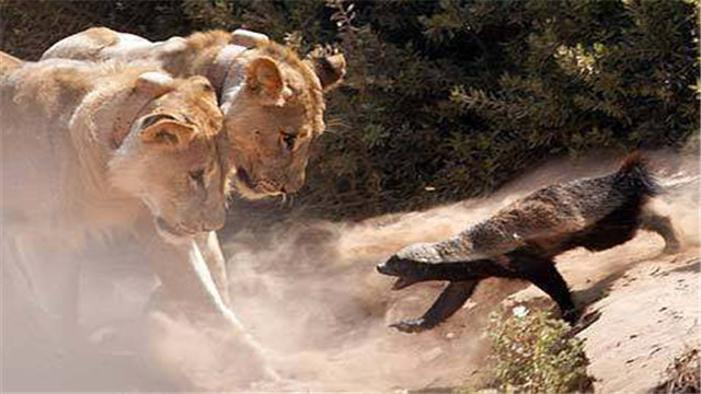 平头哥为啥不怕大型食肉动物,平头哥会攻击人类吗