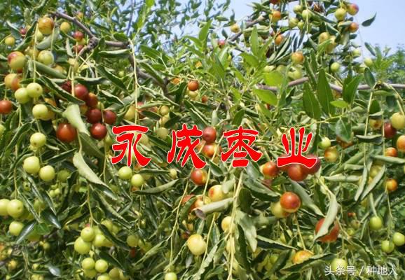 最甜枣树品种子弹头枣,什么枣树品种好吃又甜又大