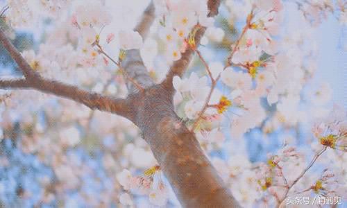 樱花季攻略,樱花季攻略赤丸