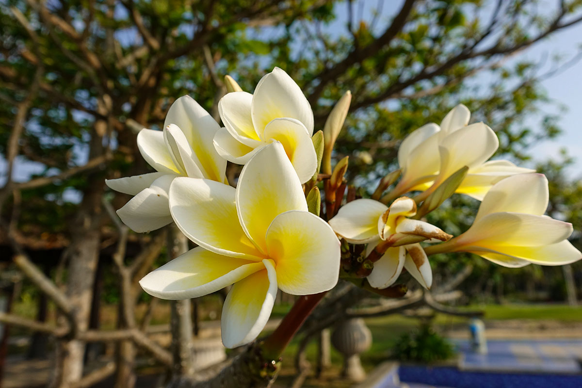 索尼黑卡24-600mm值得入手吗,现在索尼黑卡rx10m4什么价位