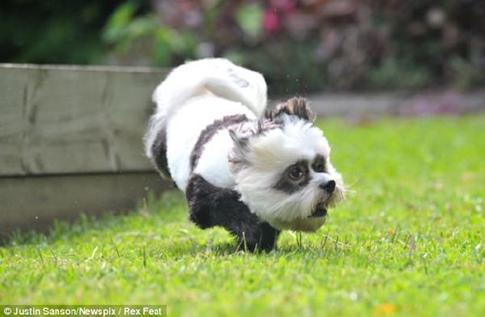 以前真的有人养只大熊猫吗,史上第一只人工饲养的大熊猫中国