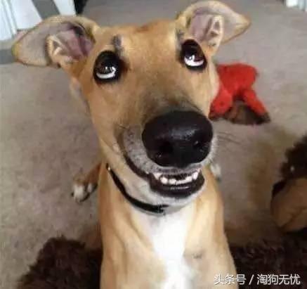 春天来了狗狗也撒欢,春天来了你家的狗能管好吗