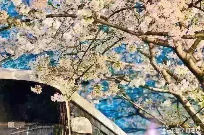 樱花季攻略完整版,樱花上海攻略