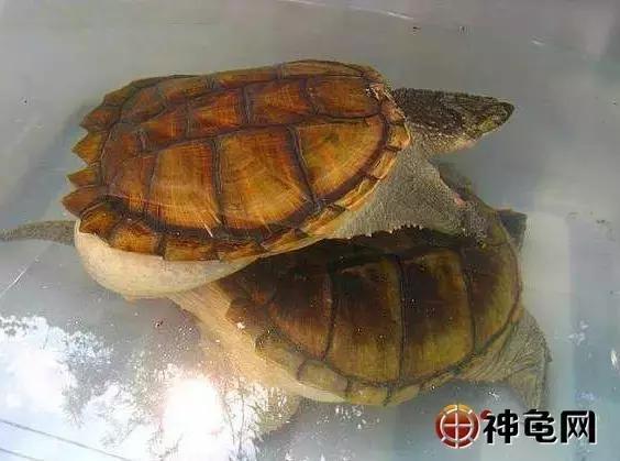 新手养蛋龟的注意事项,龟产下的蛋如何孵化