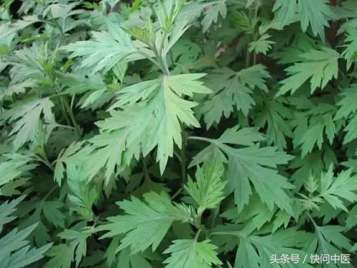 女人的美，让“艾”传递