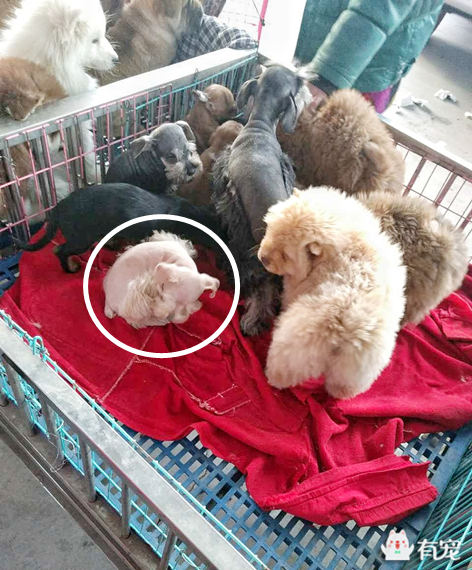 鐙楀競鎺㈣ (鎺㈣鐙楀競)