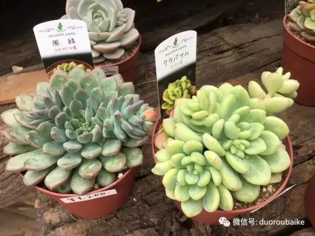 日本最好的多肉大棚,走进日本北海道