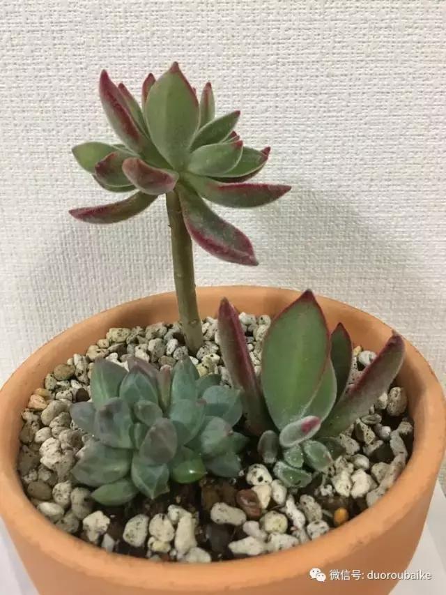 日本最好的多肉大棚,走进日本北海道