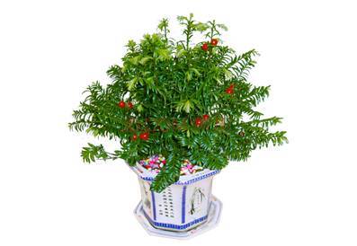 脱毒红豆杉,红豆杉解毒