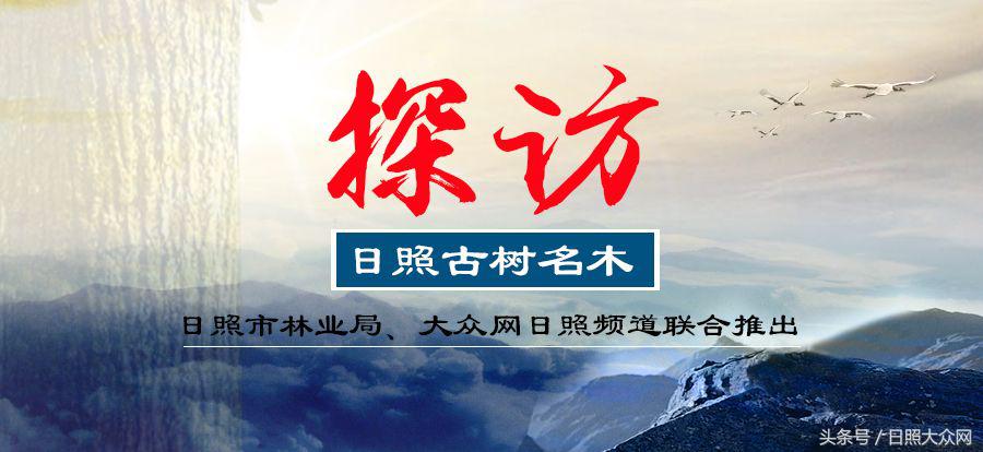 日照千年银杏树在哪里,日照莒县千年古树