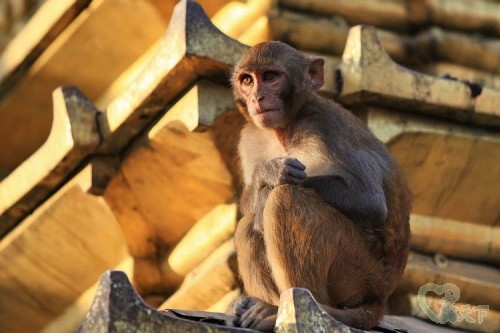 经典尼泊尔纪实旅行,西藏尼泊尔行摄