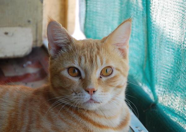 阿曼日记本,阿曼日记