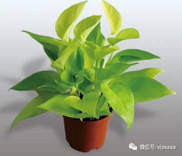 绿萝叶子偏黄的原因及解决方法,绿萝叶子都黄了是什么原因造成的