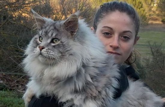 养猫不要养这7种猫,养猫首选这8种猫不仅便宜还好养