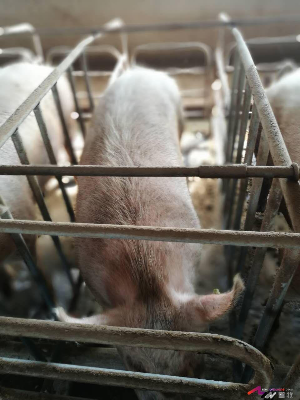 母猪发育成熟有哪些特征,母猪怎样看出该驱虫了