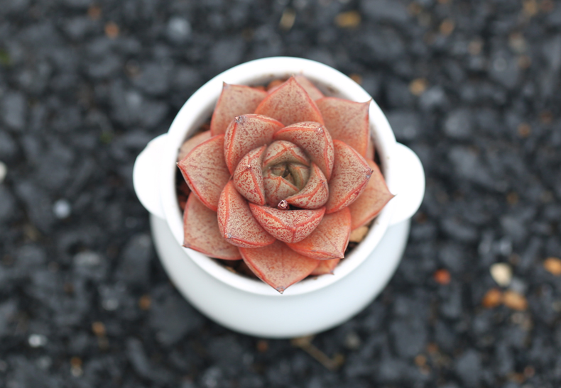 多肉修根用什么土好养活,多肉修根上盆多久可浇水