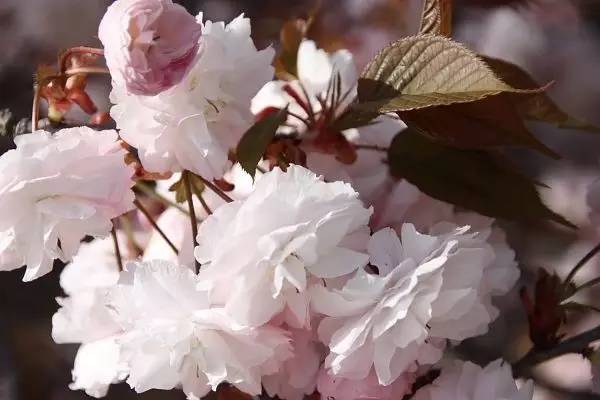 早春樱花系列 (樱花粉嫩款推荐)