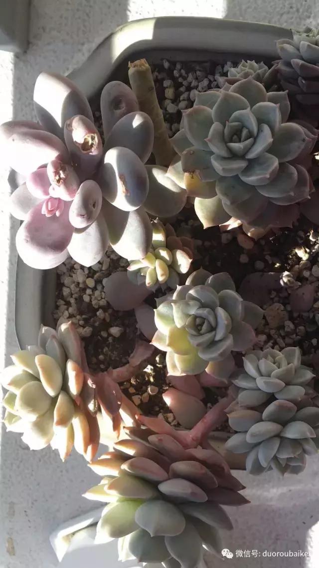 日本最好的多肉大棚,走进日本北海道