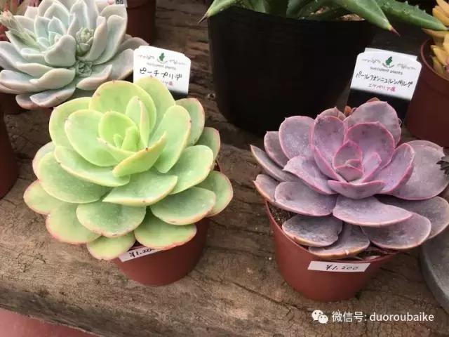 日本最好的多肉大棚,走进日本北海道