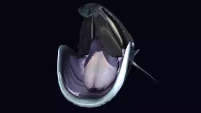 海洋最大动物蓝鲸视频,世界上最大的动物比蓝鲸还大