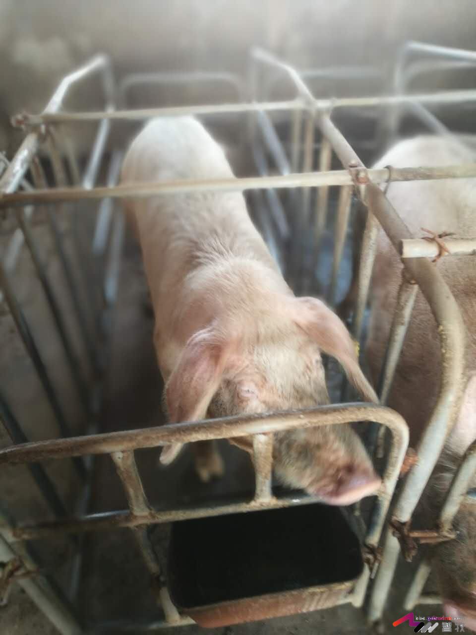 母猪发育成熟有哪些特征,母猪怎样看出该驱虫了