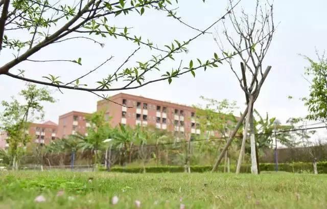 广州学校最新事件,广州教育部最新发布消息