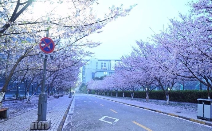 早春樱花系列 (樱花粉嫩款推荐)